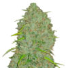 Auto Jack Herer