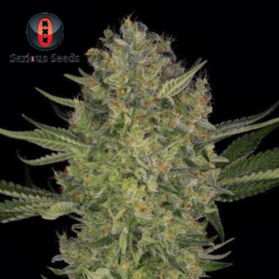 DEF_Serious Kush