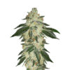 Green Crack Auto