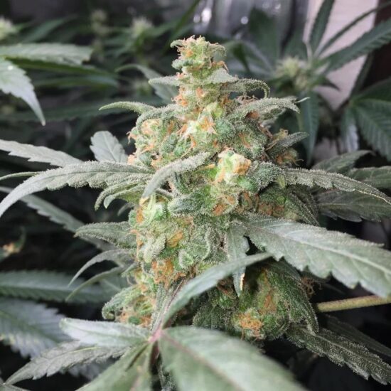 Green Crack Auto1