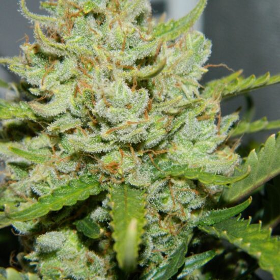 Green Crack Auto2