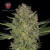 Serious Kush