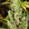 amnesia-haze-foxtails