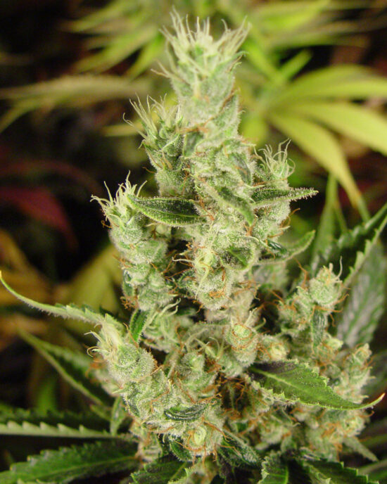 amnesia-haze-foxtails