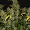 gelato 1
