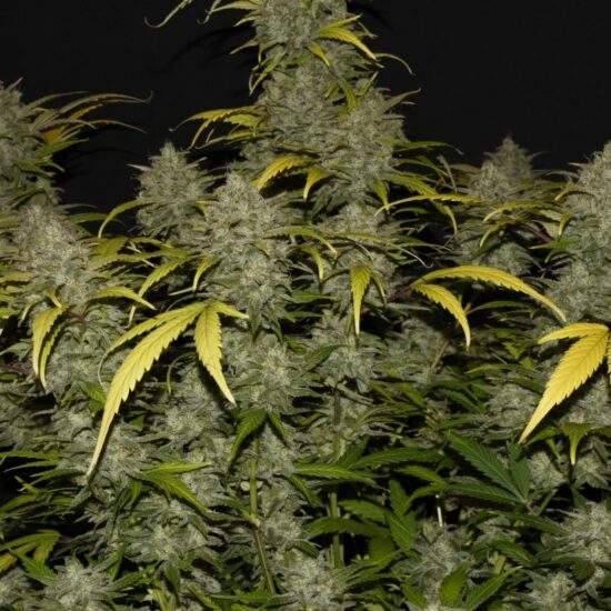gelato 1