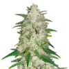 gelato