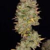 gelato 2