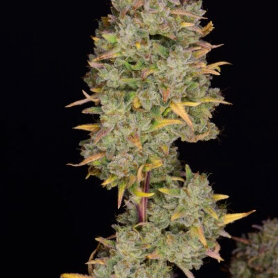 gelato 2