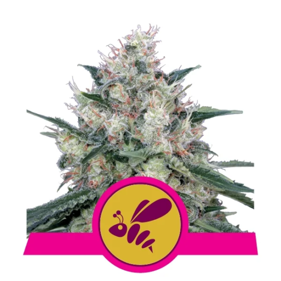 honey-cream-fast-flowering