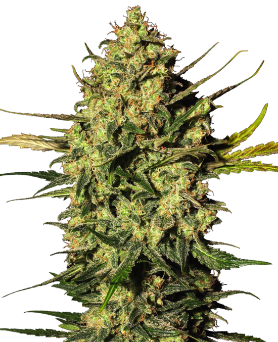 master-kush-autoflowering-xl