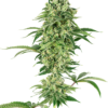 nicole-hindu-kush-xl