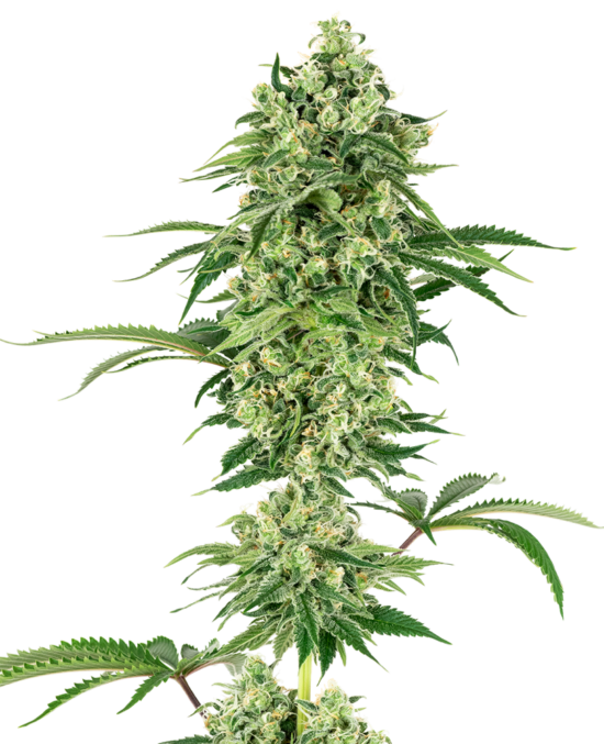 nicole-hindu-kush-xl