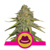 og-kush-