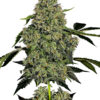 og-kush-autofiorenti-xl