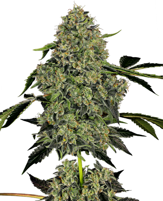 og-kush-autofiorenti-xl