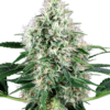 pure-power-plant-autoflowering-xl