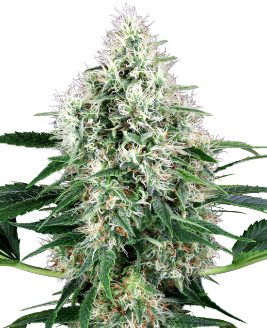 pure-power-plant-autoflowering-xl
