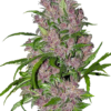 purple-bud-autoflowering-xl