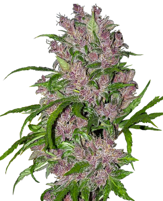 purple-bud-autoflowering-xl