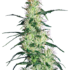 purple-haze-femminilizzata-xl