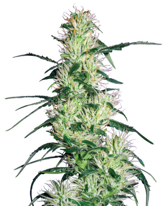 purple-haze-femminilizzata-xl