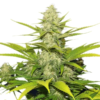 skunk (1)