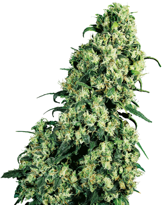 skunk-1-femminilizzata-xl