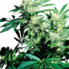skunk-kush-femmilinizzata-xl