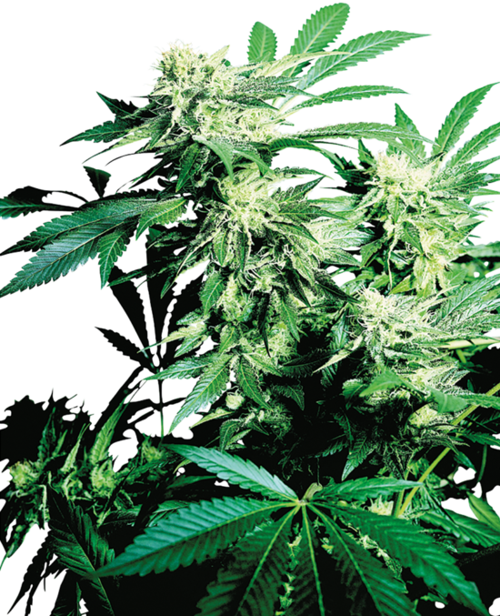 skunk-kush-femmilinizzata-xl