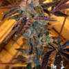 the_cali_connection_seeds_la_cookies_1_1
