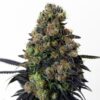 acid-dough-feminized-cannabis-seeds