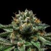 chempie-feminized-cannabis-seeds