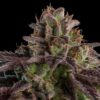 kmintz-feminized-cannabis-seeds