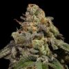 omg-feminized-cannabis-seeds