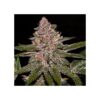 radical-juice-feminized-cannabis-seeds