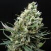 ripper-haze-feminized-cannabis-seeds