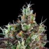 sour-ripper-feminized-cannabis-seeds
