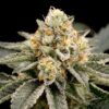 zombie-bride-feminized-cannabis-seeds
