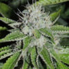 Josh_D_OG_582ca7f68c0f4