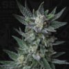 auto-bubblegum_2