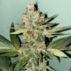 biscotti_1