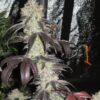 black_kush