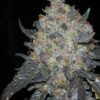 blackwater24