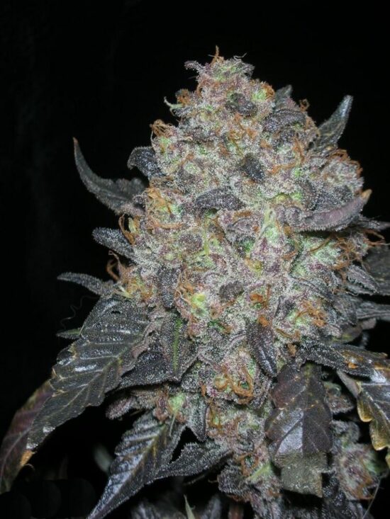 blackwater24