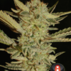 bubble-gum-topbud---choice-1-pic