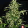 chronic-half-plant---choice-3-pic