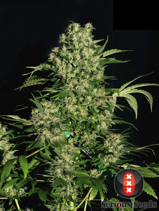 chronic-half-plant---choice-3-pic