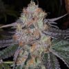 fruit-dropss-weed-seeds-the-plug-seedbank