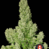 white-russian-whole-plant---choice-2-pic